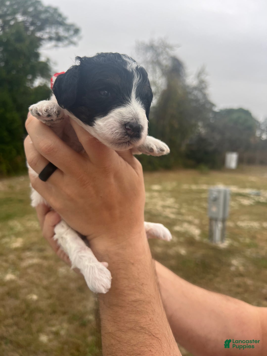 Mini Sheepadoodle dogs for sale: Red-Peppermint - Ad 2