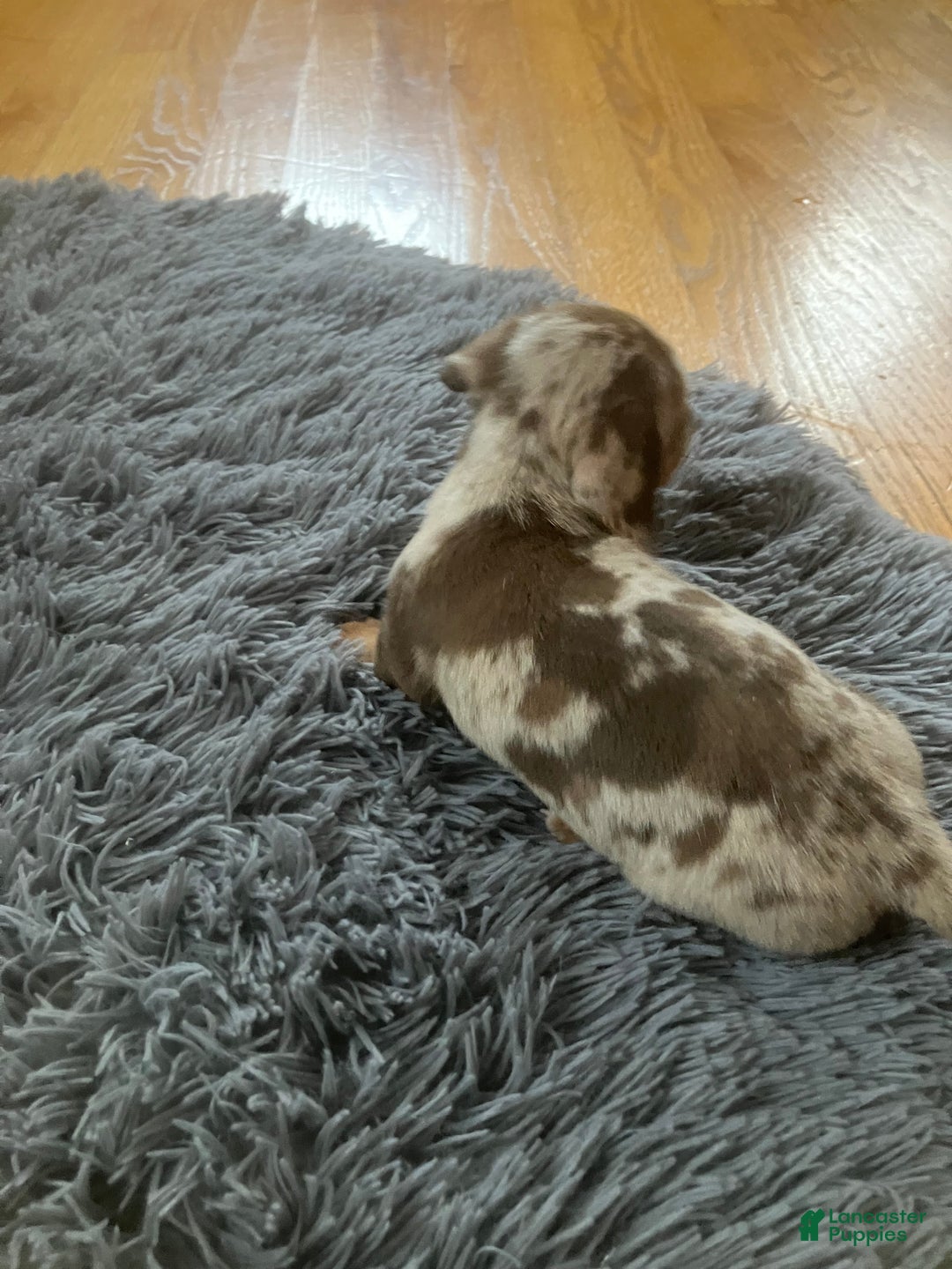 Miniature Dachshund dogs for sale: Akc Kaitlyn - Ad 2