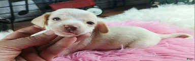 Nationwide delivery. Sugar pies piebald girl chocolate nose