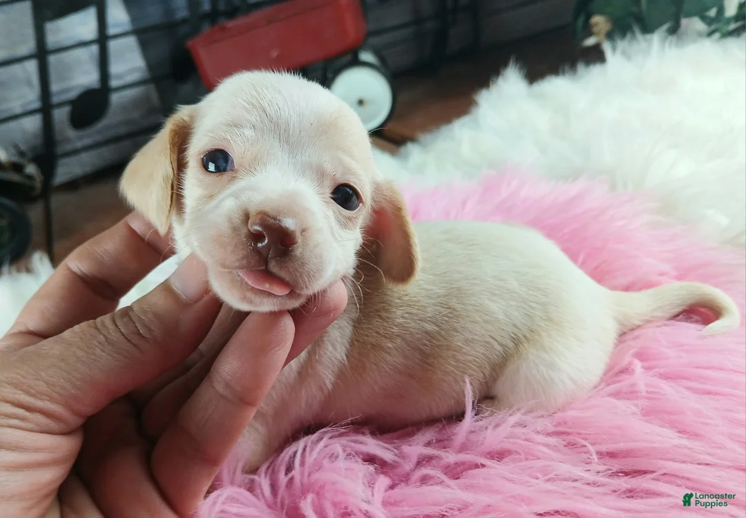 Dachshund dogs for sale: Nationwide delivery. Sugar pies piebald girl chocolate nose - Ad 1