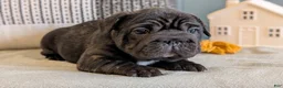 French Bulldog dogs for sale: Roxy - Ad 11