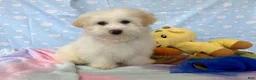 Maltipoo dogs for sale: Luke - Ad 4