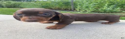 Miniature Dachshund dogs for sale: Ryder - Ad 8