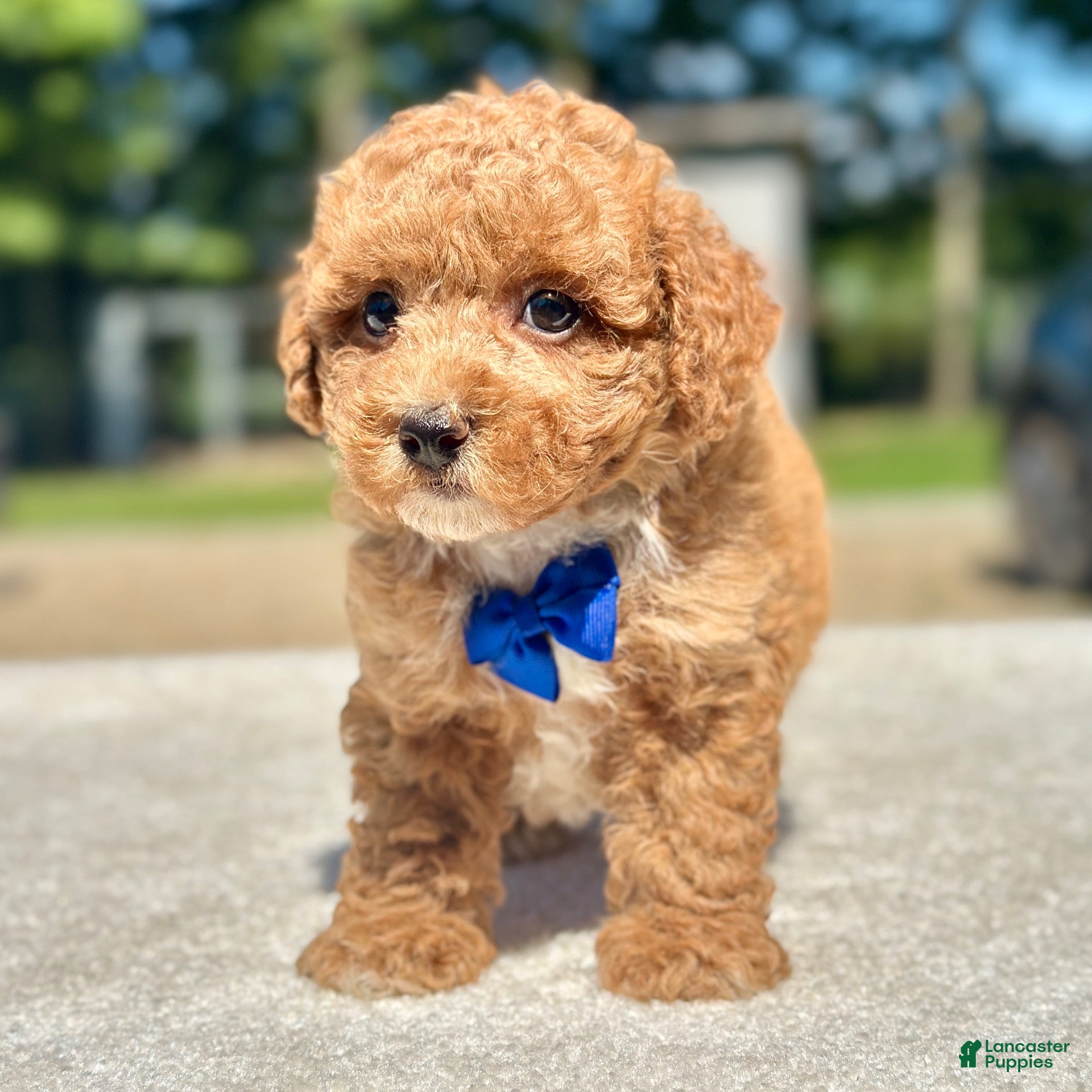 Maltipoo dogs Chase  - Ad 1
