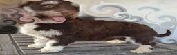 Havapoo dogs for sale: Jolene-LABOR DAY SALE-TAKE $100 OFF!!! - Ad 19