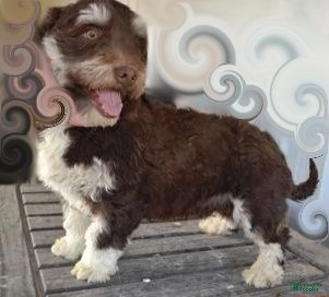 Havapoo dogs for sale: Jolene-LABOR DAY SALE-TAKE $100 OFF!!! - Ad 19