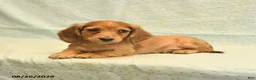 Dachshund dogs for sale: Lewis - Ad 4