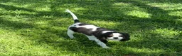 Cavalier King Charles Spaniel dogs for sale: Cavalier King Charles Spaniel - Ad 4