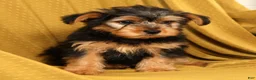 Yorkiepoo dogs for sale: Max - Ad 4