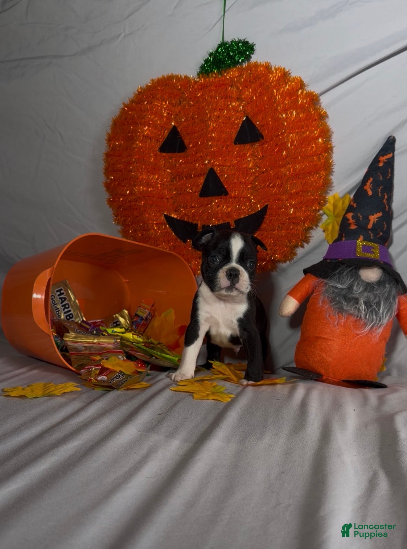 Boston Terrier dogs Kimi - Ad 1