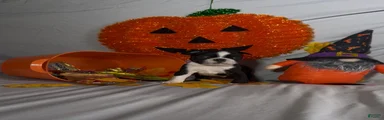 Kimi