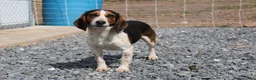 Beagle dogs for sale: Elikhana - Ad 15