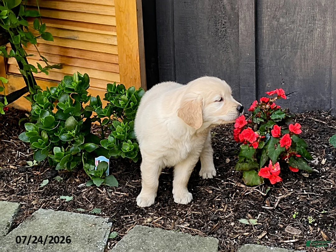 Golden Retriever dogs for sale: Kody - Ad 1