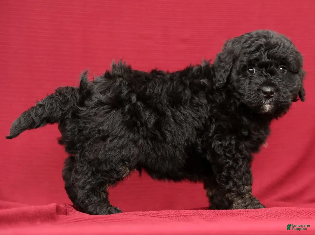 Mini Bernedoodle dogs for sale: Chip - Ad 7