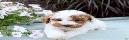 Miniature Poodle dogs for sale: Benson - Ad 3