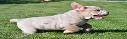 Beabull dogs for sale: Lakota - Ad 10