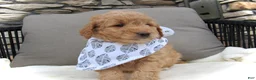 Mini Goldendoodle dogs for sale: Dustin - Ad 14