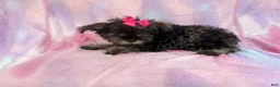 Miniature Schnauzer dogs for sale: Phoebe - Ad 2