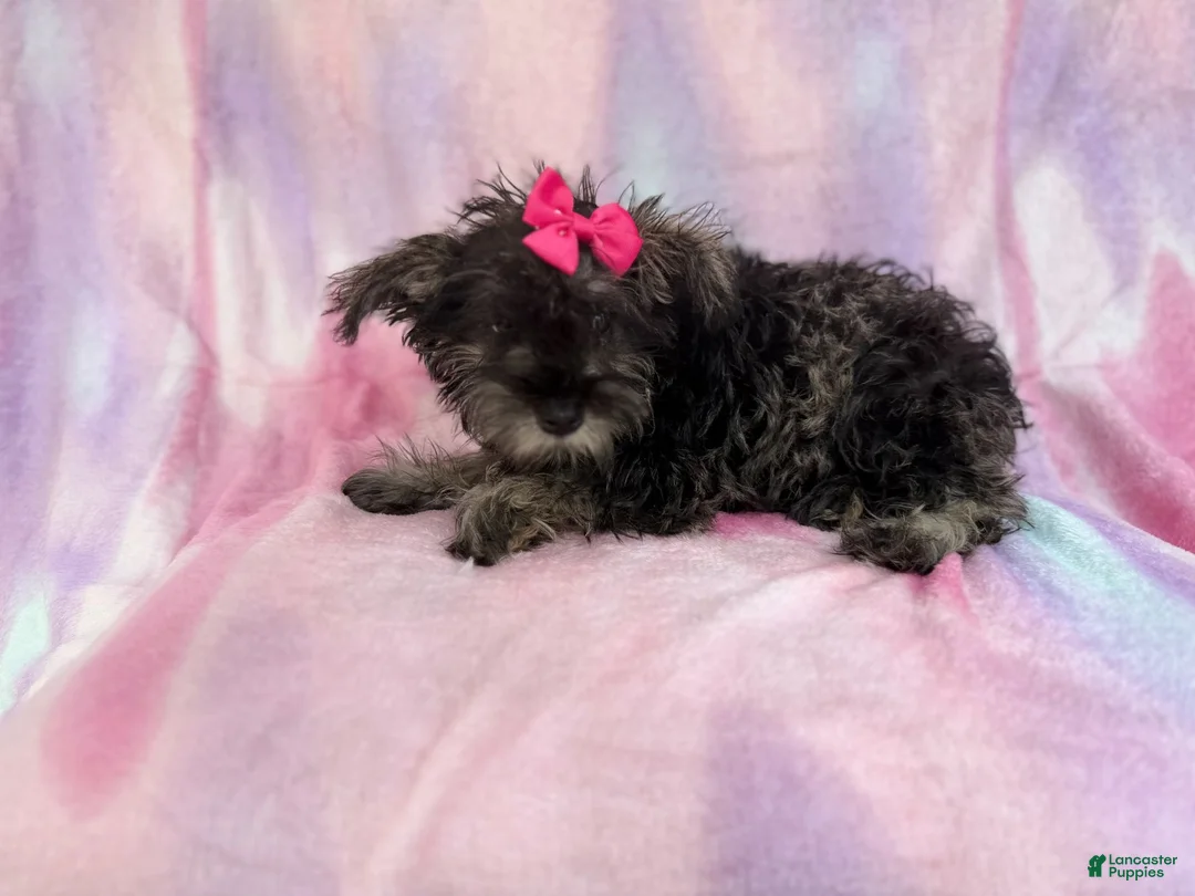 Miniature Schnauzer dogs for sale: Phoebe - Ad 2