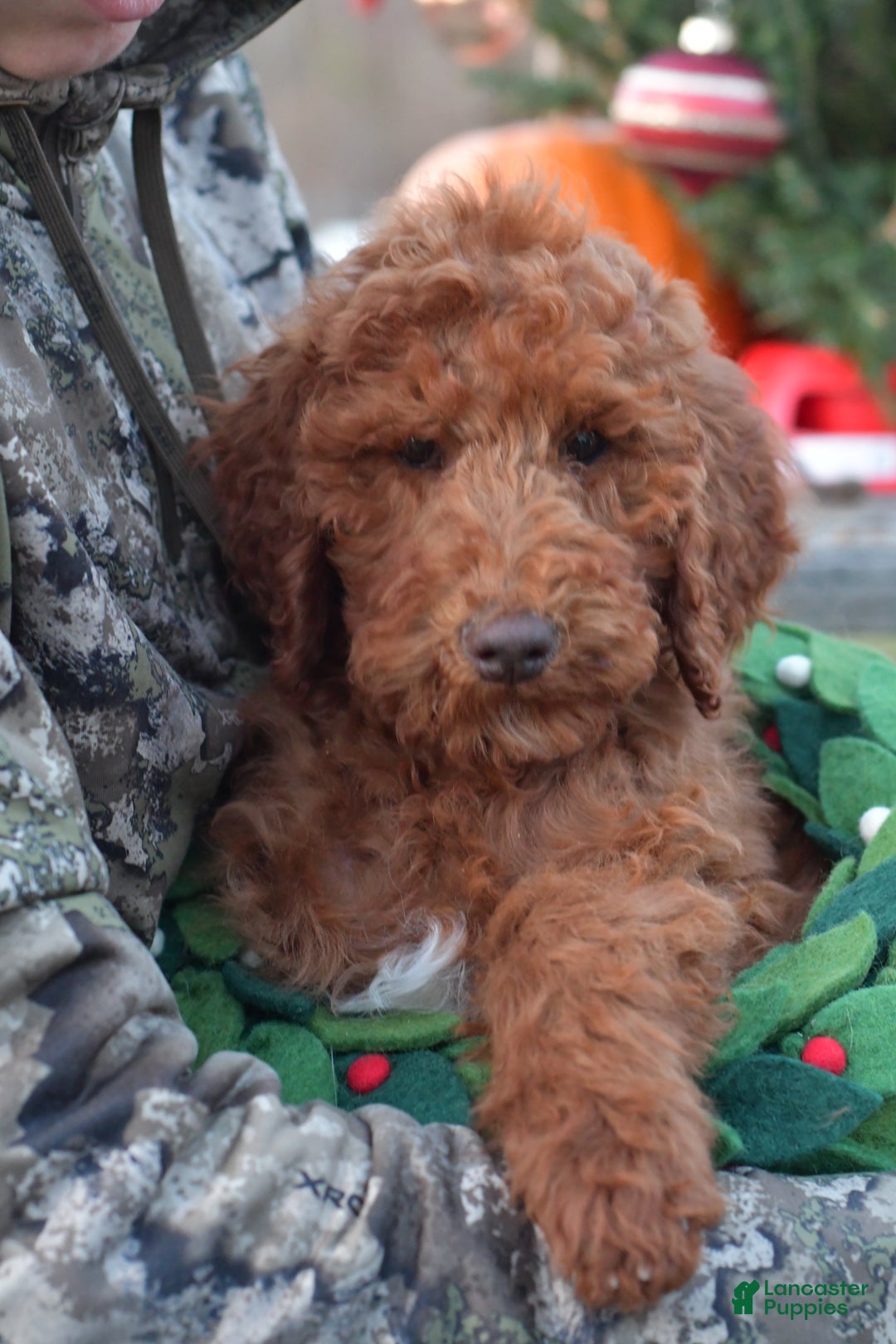 Standard Poodle dogs for sale: Clifford  - Ad 25