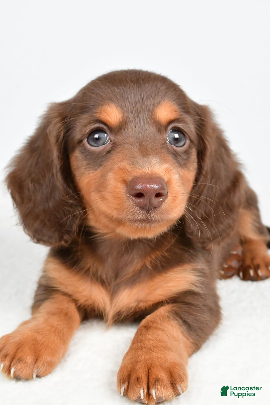 Miniature Dachshund dogs for sale: Tessa - Ad 2