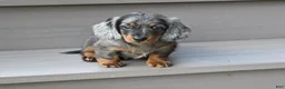 Miniature Dachshund dogs for sale: AKC Pearl - Ad 9