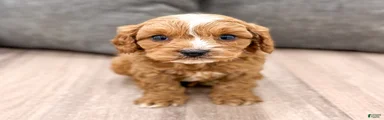 Buddy
