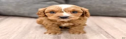 Cavapoo dogs for sale: Buddy - Ad 1