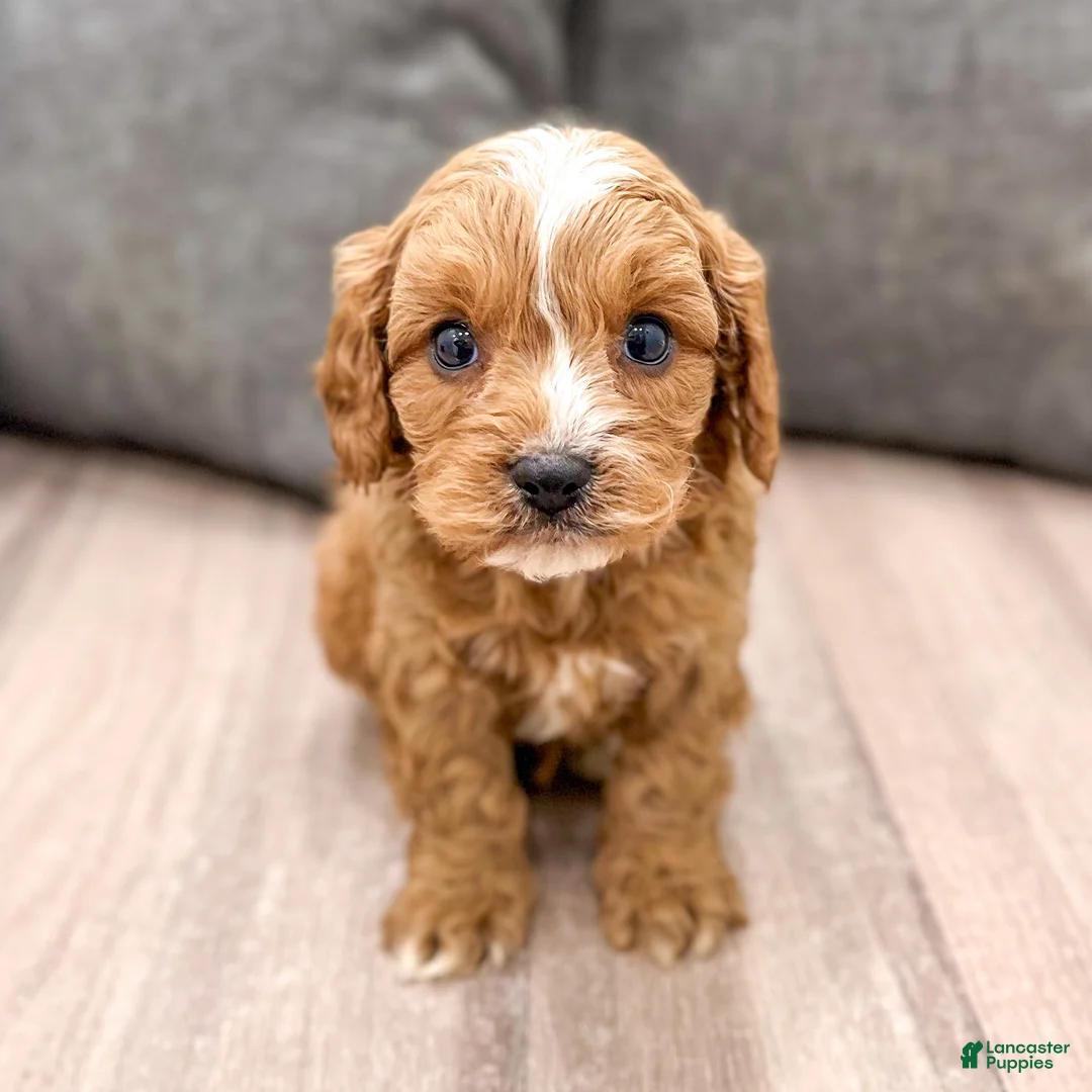 Cavapoo dogs for sale: Buddy - Ad 1