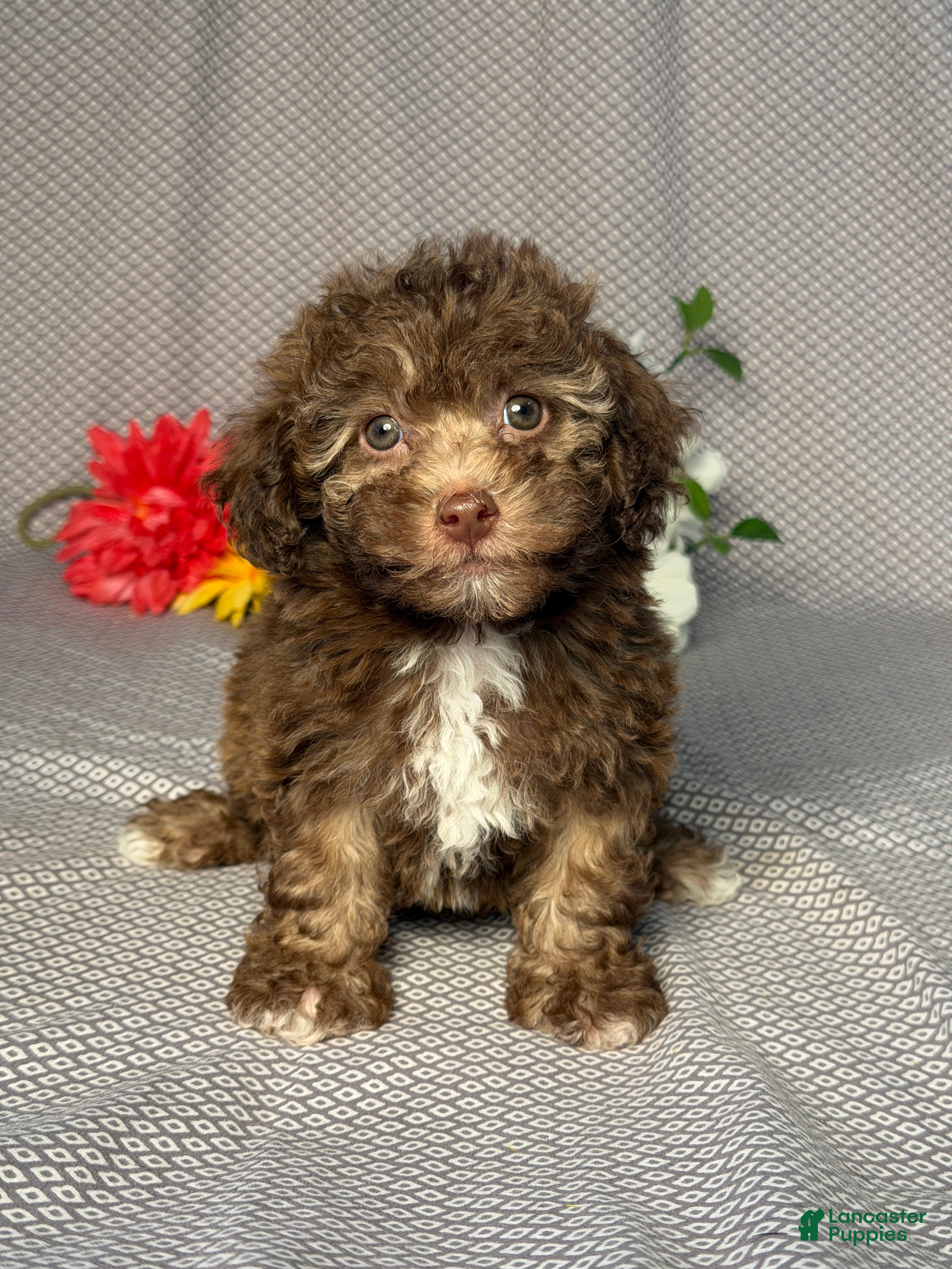 Havapoo dogs Ellie - Ad 1