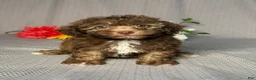 Havapoo dogs for sale: Ellie - Ad 1
