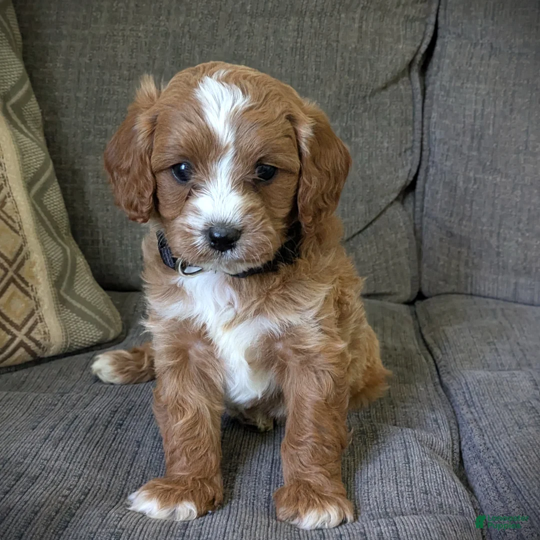 Cavapoo dogs for sale: Oscar - Ad 2