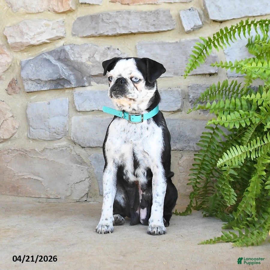 Pug dogs Penny - Ad 1