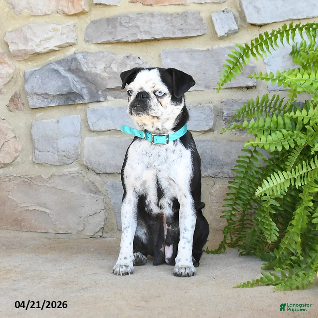 Pug dogs for sale: Penny - Ad 1