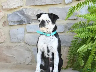 Pug dogs for sale: Penny - Ad 3