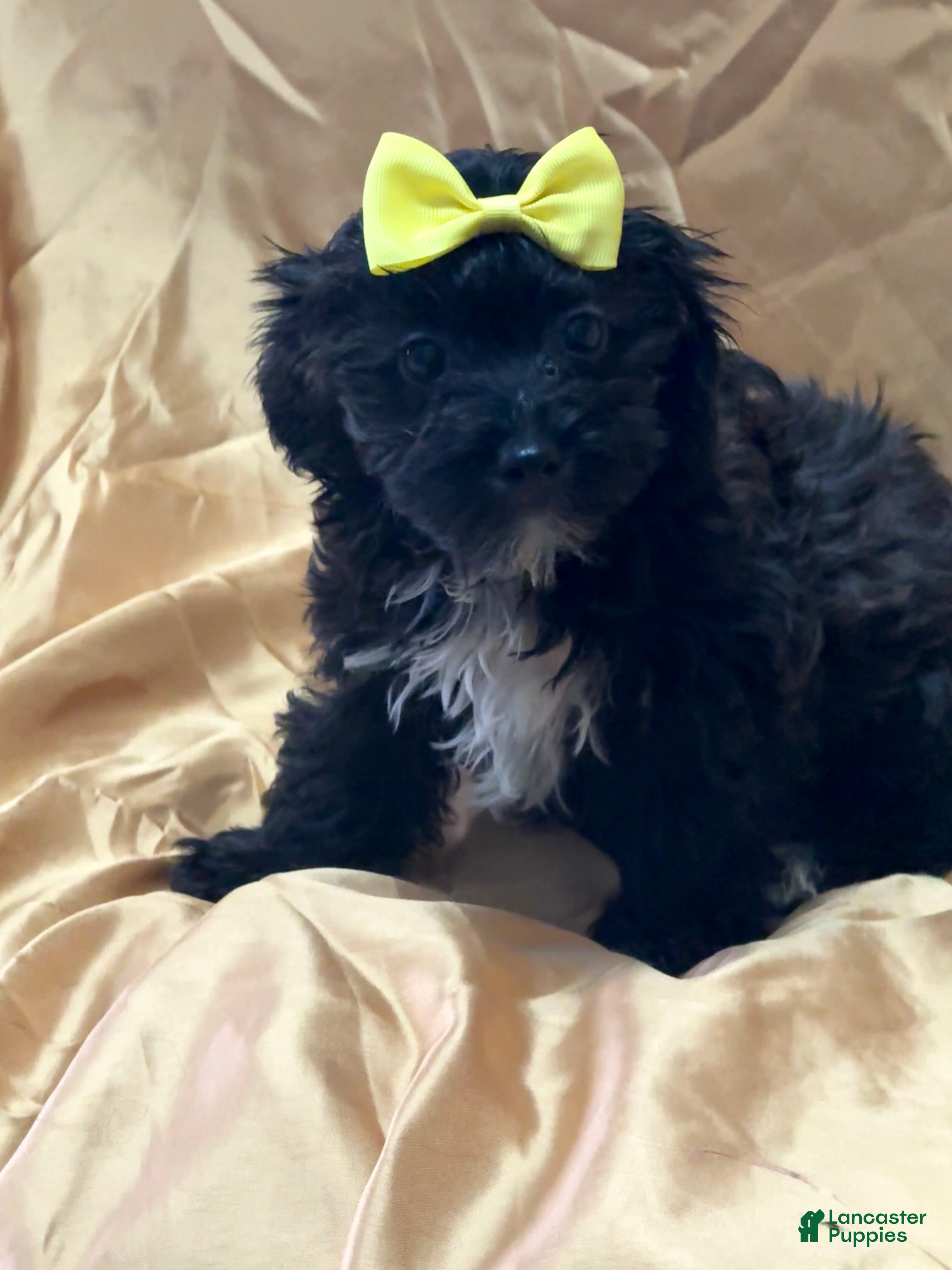 Yorkiepoo dogs Twix  - Ad 1