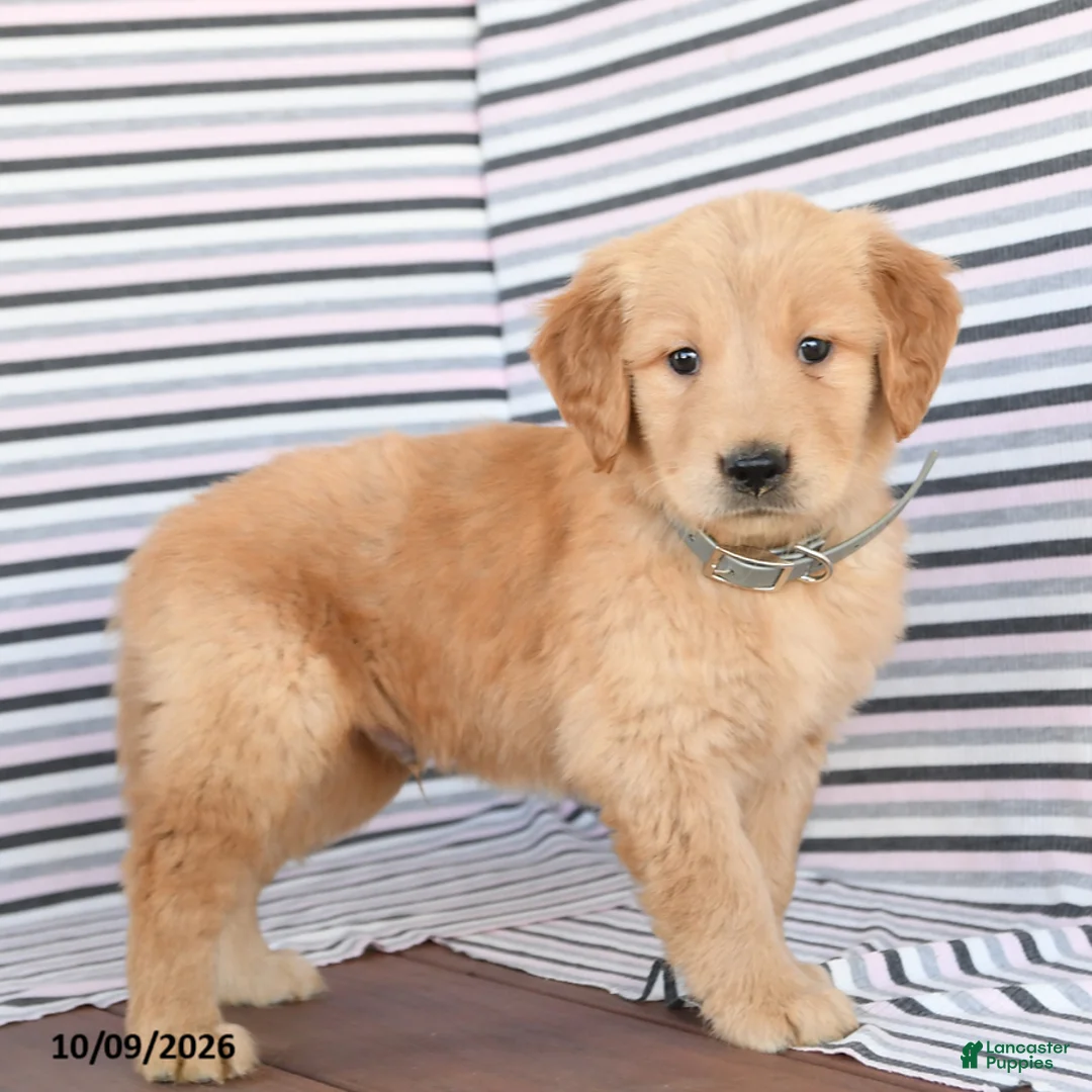 Golden Retriever dogs for sale: Jack  - Ad 1