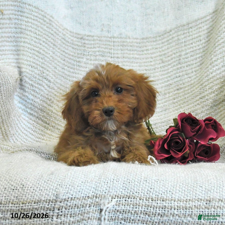 Cockapoo dogs for sale: Mabel - Ad 2