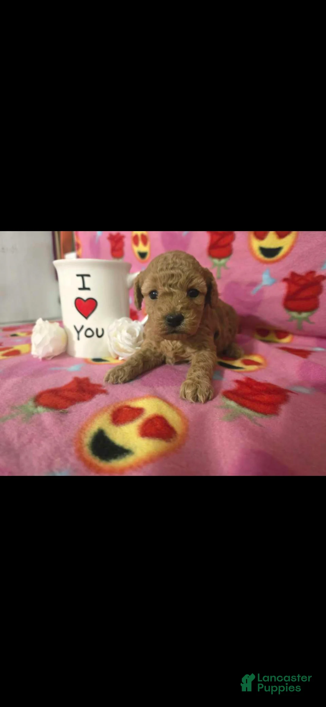 Toy Poodle dogs for sale: Toy Poodle Puppy 1 - Ad 1