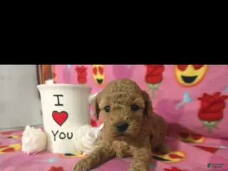 Toy Poodle dogs Toy Poodle Puppy 1 - Ad 39