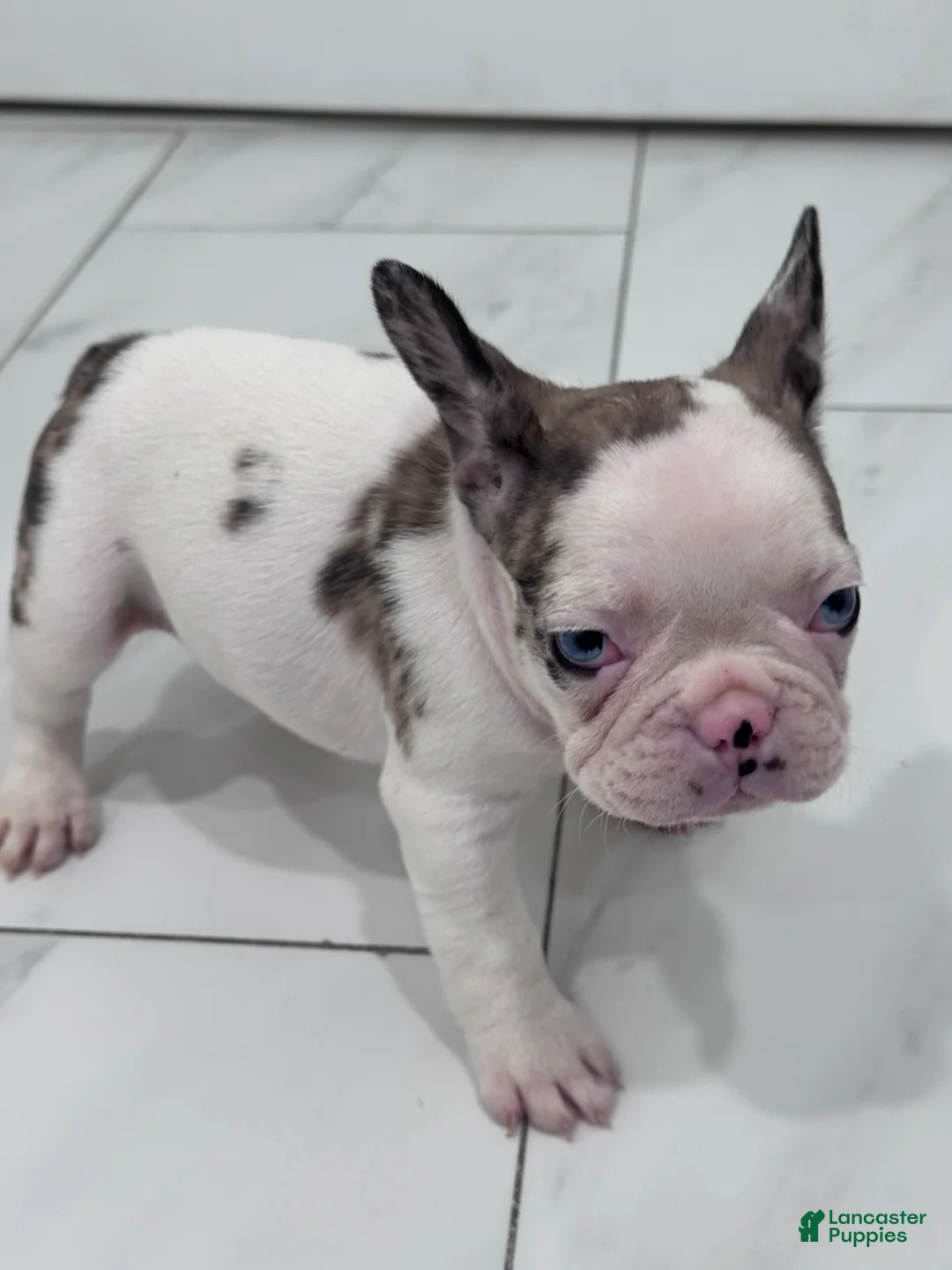 French Bulldog dogs for sale: French Bulldog Puppy 1 - Ad 5