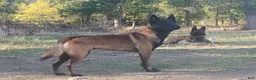 Belgian Malinois dogs for sale: Pink Collar - Ad 7