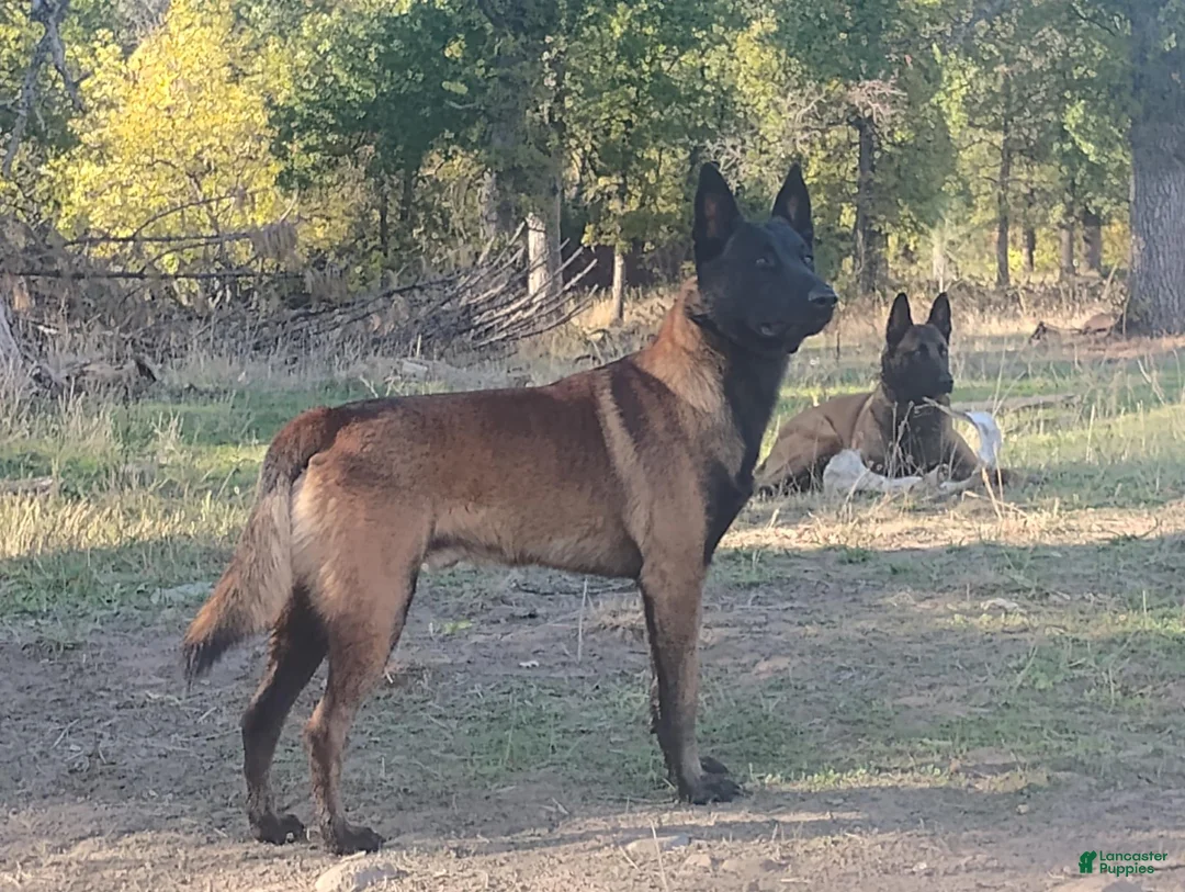 Belgian Malinois dogs for sale: Pink Collar - Ad 7