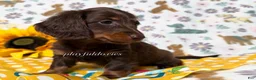 Dachshund dogs for sale:  AKC Chocolate & Tan Long Haired Female Dachshund ALL Clear - Ad 10