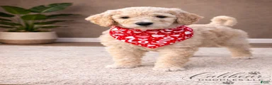 Goldendoodle Puppy 3