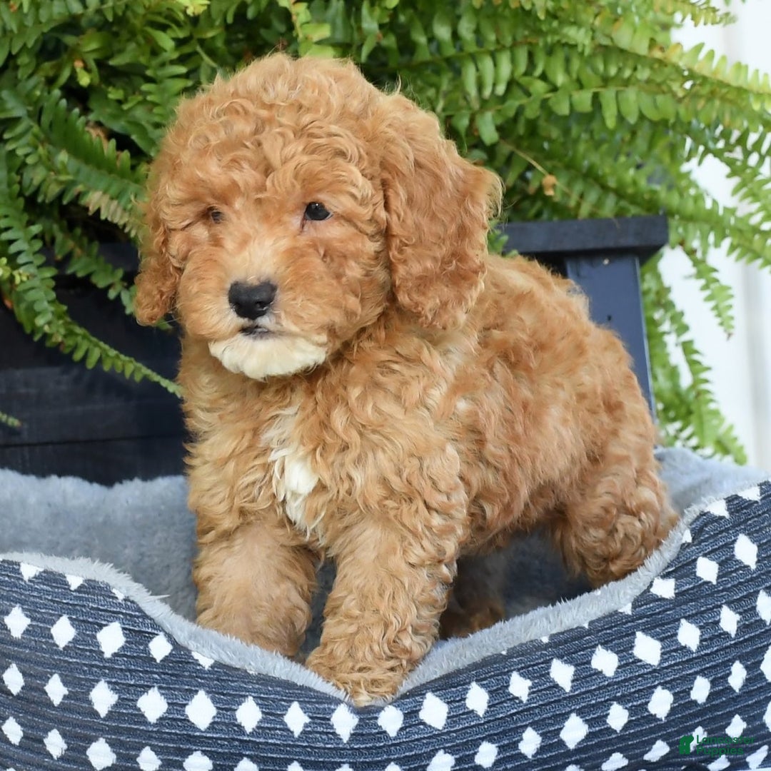 Mixed Breed dogs for sale: Wilbur - Ad 6