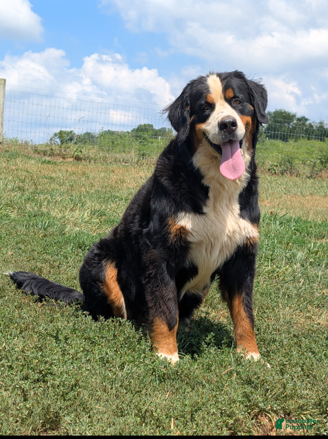 Mini Bernedoodle dogs for sale: Mini Louie  - Ad 24