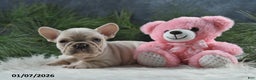 French Bulldog dogs for sale: Ashley - Ad 2