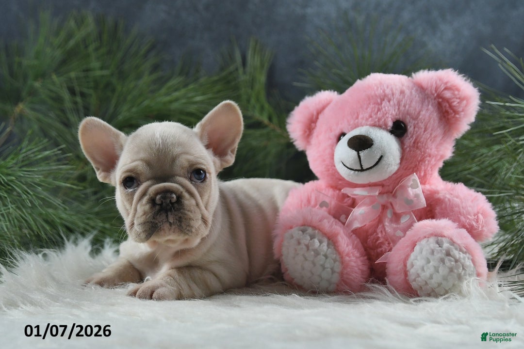 French Bulldog dogs for sale: Ashley - Ad 2