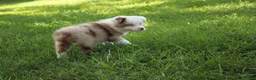 Australian Shepherd dogs for sale: Simone - Ad 6